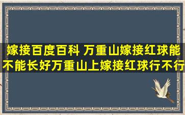 嫁接百度百科 万重山嫁接红球能不能长好万重山上嫁接红球行不行